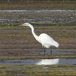 Great egret in Estero Americano SMRMA