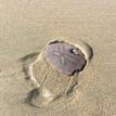 Sand dollar in Estero de Limantour SMR