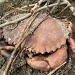 Red rock crab in Estero de San Antonio SMRMA