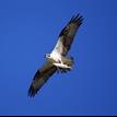 An osprey carrying a striped mullet near the Famosa Slough SMCA (No-Take)