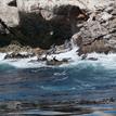 California sea lions rest on rocky ledges at Gull Island SMR