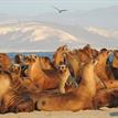 California sea lions, females and pups, at Harris Point SMR