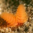 California phoronid worm at Long Point SMR