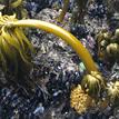 Sea palms and mussels at MacKerricher SMCA