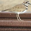 Killdeer on a railroad track bordering Moro Cojo Slough SMR