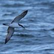 Buller's shearwater at North Farallon Islands SMR