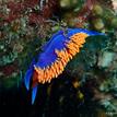 Nudibranch at Painted Cave SMCA