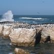 Cormorants and pelicans rest on a rock at Point Buchon SMR