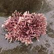 Coralline algae at Point Cabrillo SMR