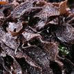 Turkish washcloth red algae in Point Reyes Headlands Special Closure