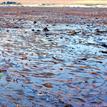 Giant kelp bed at Point Sur SMR