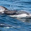 Pacific white-sided dolphin in Point Vicente SMCA (No-Take)