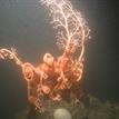 Basket star in Reading Rock SMR