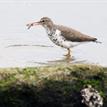 Spotted sandpiper in San Diego-Scripps Coastal SMCA