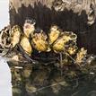 Oysters in the San Dieguito Lagoon SMCA