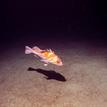 Copper rockfish and goby at Santa Barbara Island SMR