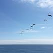 Brown pelicans at Saunders Reef SMCA