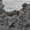 Black oystercatcher in Sea Lion Gulch SMR