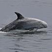 Risso's dolphin in Soquel Canyon SMCA