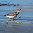 Spotted sandpiper in South La Jolla SMR