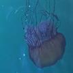 Pacific sea nettle in Southeast Farallon Island SMR