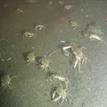Dungeness crabs near Southwest Seal Rock Special Closure
