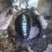 Black leather chiton and encrusting coralline algae in Stewarts Point SMCA