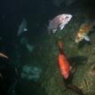 Rockfish and white-plumed anemone at Ten Mile SMR