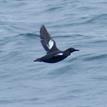 Pigeon guillemot in flight on the Mendocino Coast