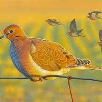 Mourning Doves by  Buck Spencer