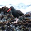 Black oystercatcher at Van Damme SMCA