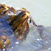 Stalked kelp at Van Damme SMCA