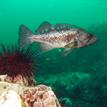 Black rockfish, red sea urchin at Van Damme SMCA