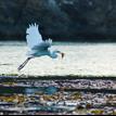 Great egret with a fish, Van Damme SMCA