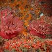 Anemones at Begg Rock SMR