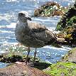 Western gull at Big Creek SMR