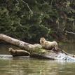 Harbor seals at Big River Estuary SMCA