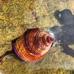 Jeweled top snail, black tegula snail at White Rock SMCA