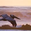 Brown pelican at Campus Point SMCA (No-Take)