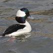 Bufflehead at Stillwater Cove in Carmel Bay SMCA