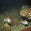 Copper rockfish and a treefish in Carrington Point SMR