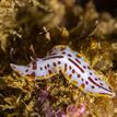 The polyclad flatworm, Stylochus insolitus, at Casino Point SMCA (No-Take)