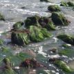 Surfgrass in Crystal Cove SMCA