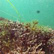 Stalked jellyfish at Double Cone Rock SMCA