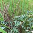 Silver beachweed in Estero Americano SMRMA