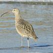 Long-billed curlew in Estero de Limantour SMR