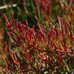 Pacific glasswort in Goleta Slough SMCA (No-Take)