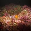 Rocky reef full of marine life at Harris Point SMR