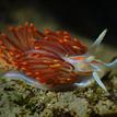 Opalescent nudibranch in Kashtayit SMCA