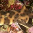 Horn shark at rest, Long Point SMR